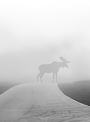 foggy-moose